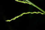 Roan Mountain sedge